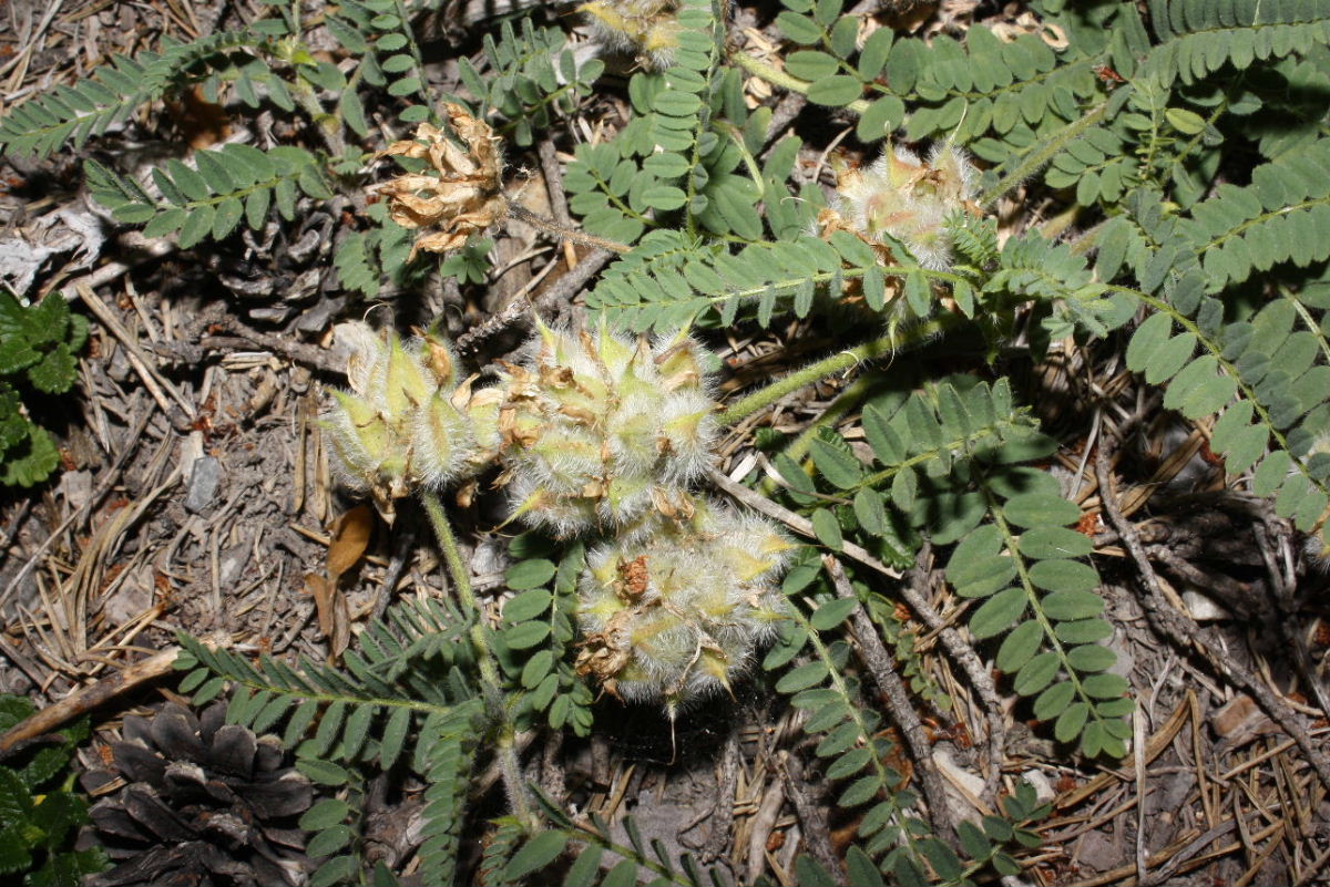 Oxitropis o Astragalus ??